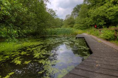 image of pond and woodland at Withnell Fold Nature Reserve